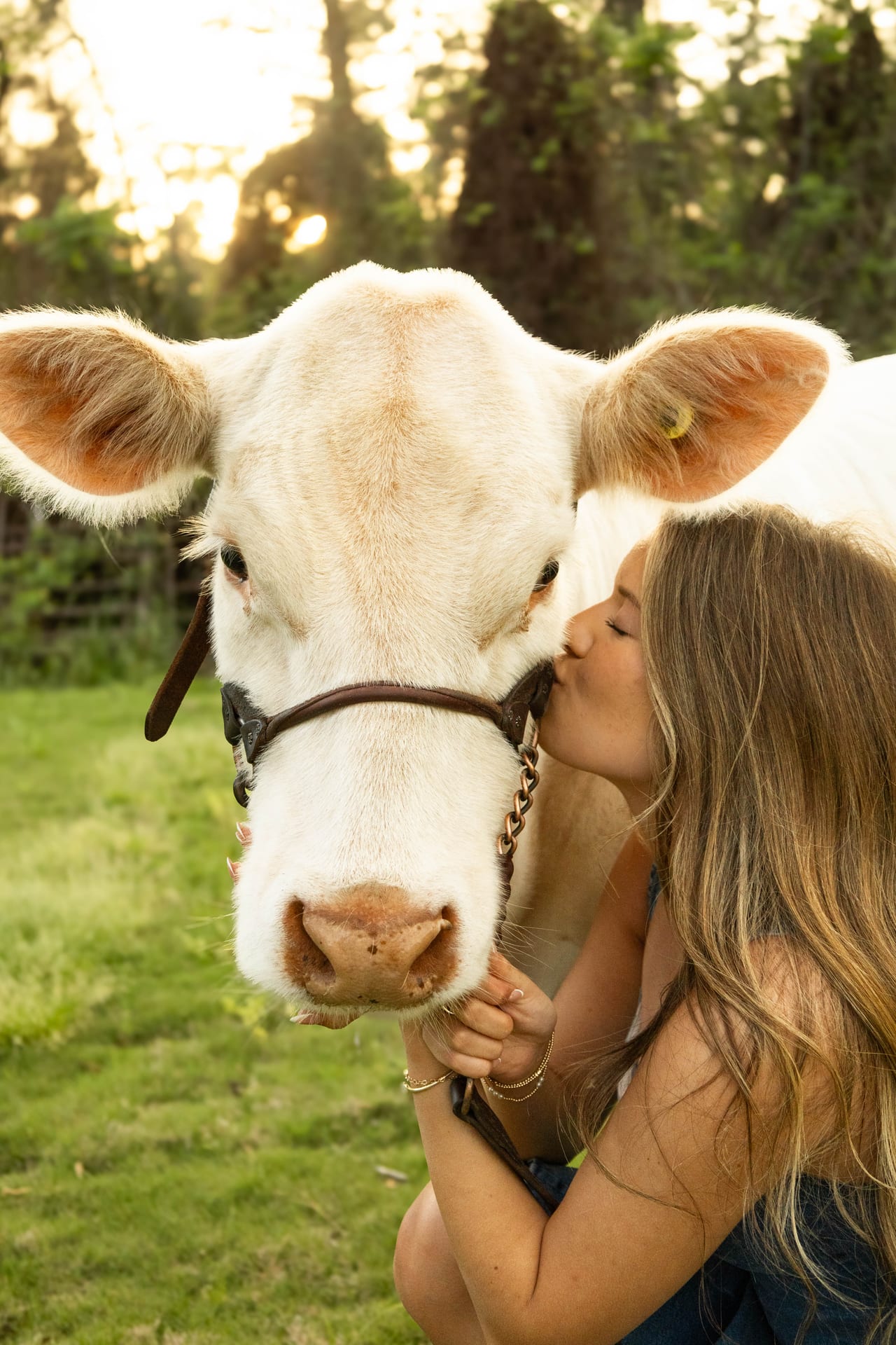 Senior kissing a white cow at golden hour